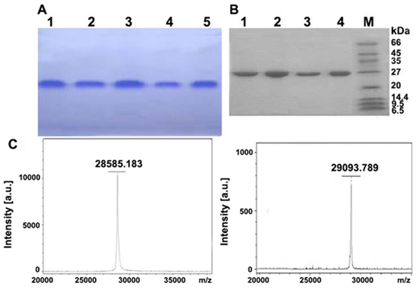 protein-purity-and-homogeneity-characterization-service2.png