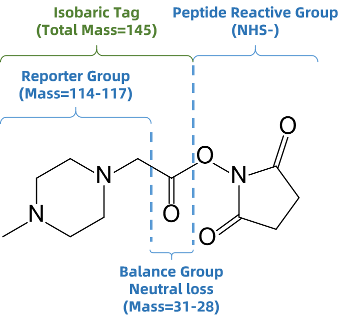 itraq-based-quantitative-proteomics-analysis-service1