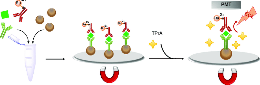 electrochemiluminescence-ecl-assay-service1.png