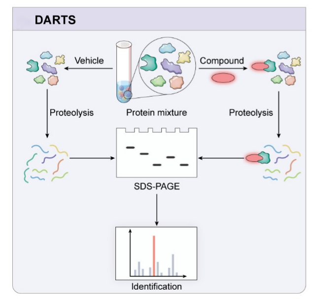 darts-assay-service2.png