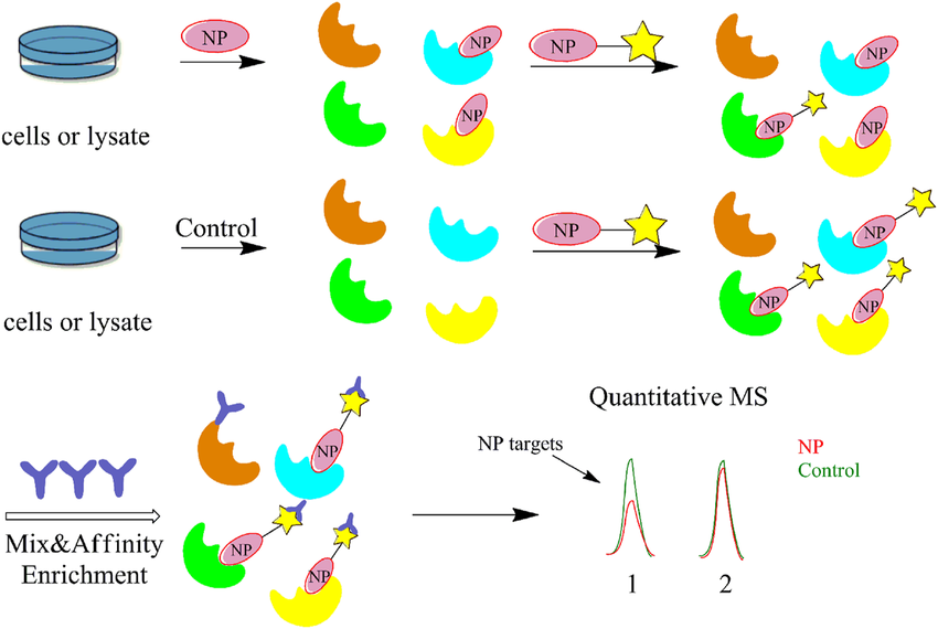 competitive-activity-based-protein-profiling-abpp-service-2