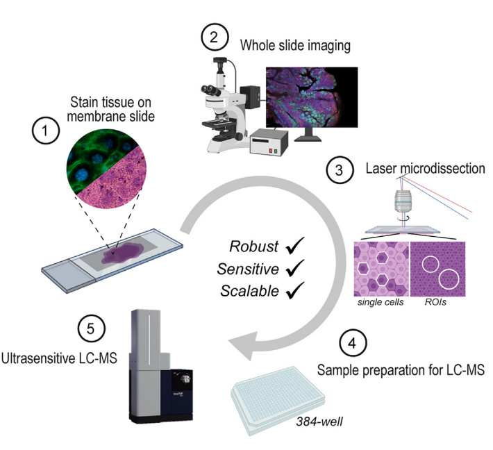 2001533505949986816-spatial-proteomics-service1.PNG