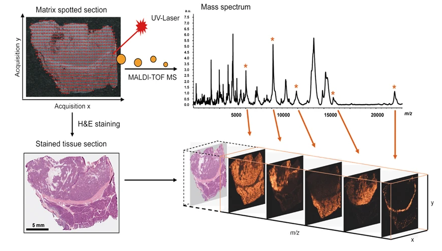 2001533558965989376-spatial-proteomics-service2.PNG