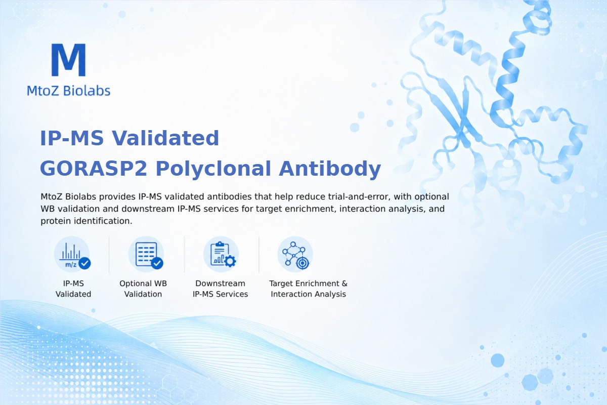 IP-MS Validated GORASP2 Polyclonal Antibody