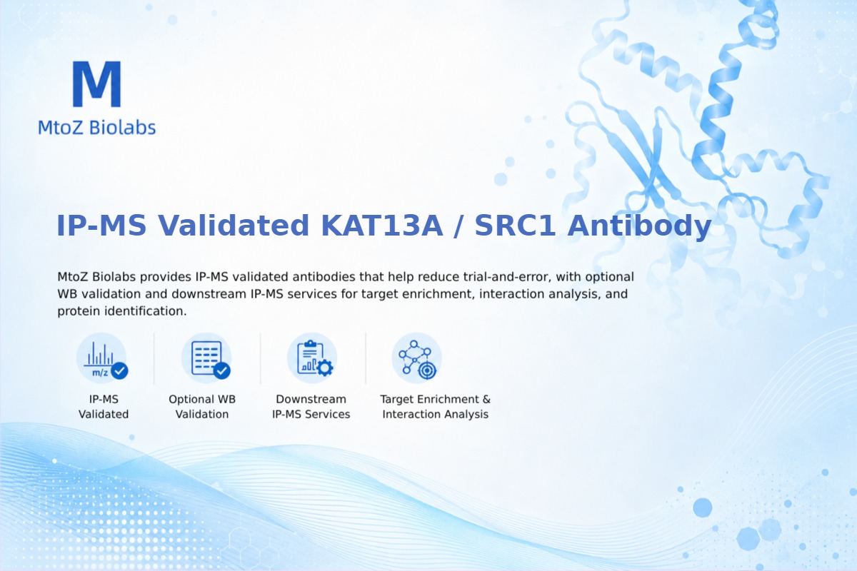 IP-MS Validated KAT13A / SRC1 Antibody