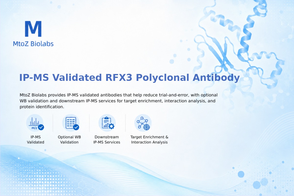 IP-MS Validated RFX3 Polyclonal Antibody