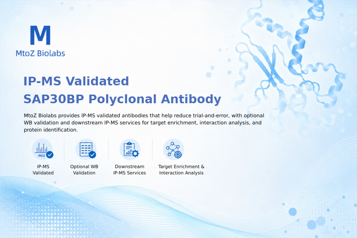 IP-MS Validated SAP30BP Polyclonal Antibody