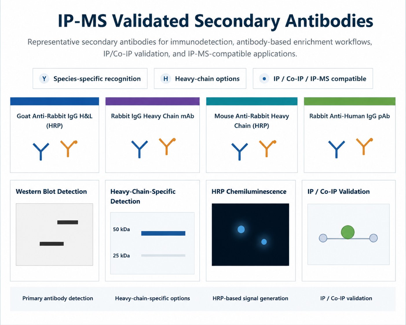 IP-MS Validated Secondary Antibodies for Antibody-Based Enrichment and IP-MS Workflows