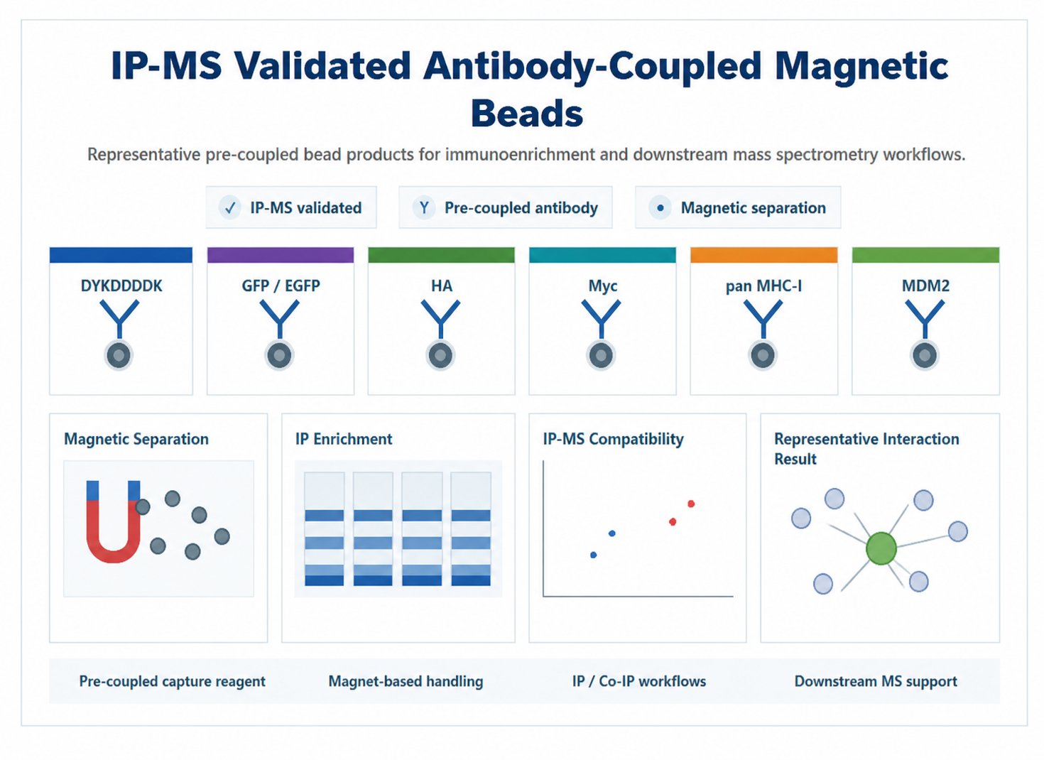 IP-MS Validated Antibody-Coupled Magnetic Beads for IP, Co-IP, and IP-MS Workflows