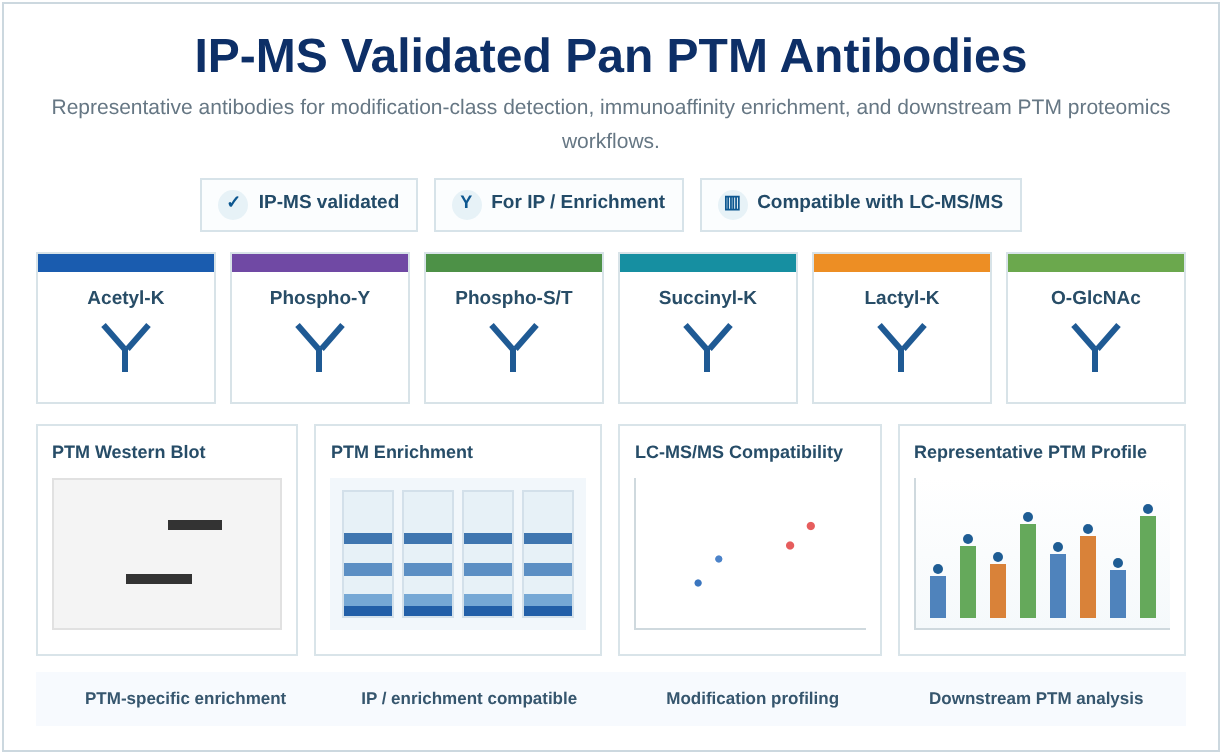 IP-MS Validated Pan PTM Antibodies for PTM Enrichment and Proteomics Workflows