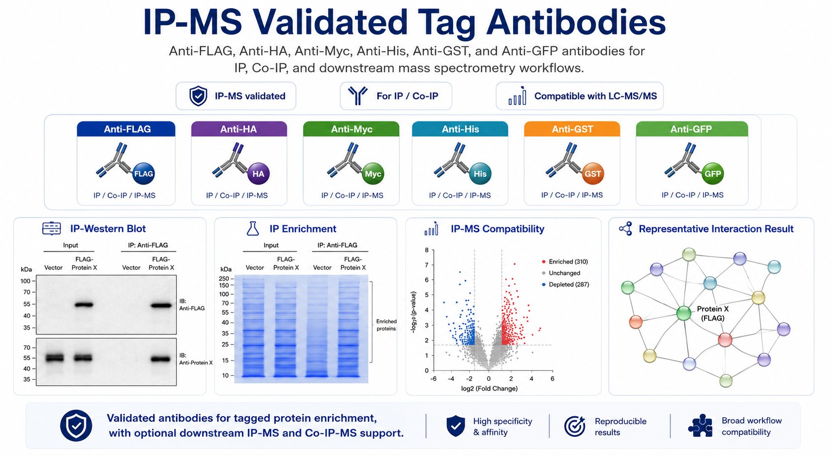 IP-MS Validated Tag Antibodies for IP, Co-IP, and IP-MS Workflows