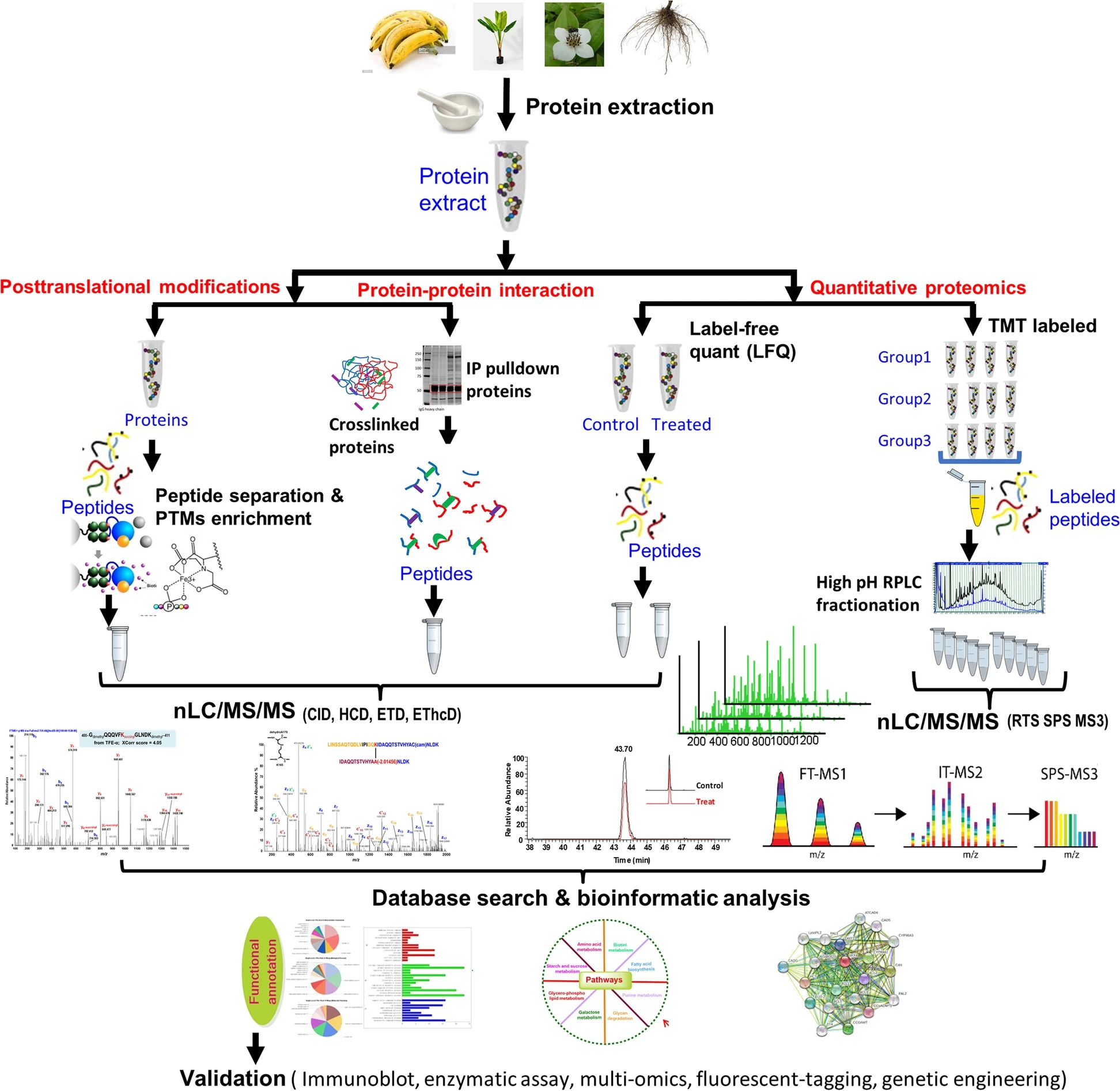 2001834473377353728-plant-proteomics-analysis-service1.jpg