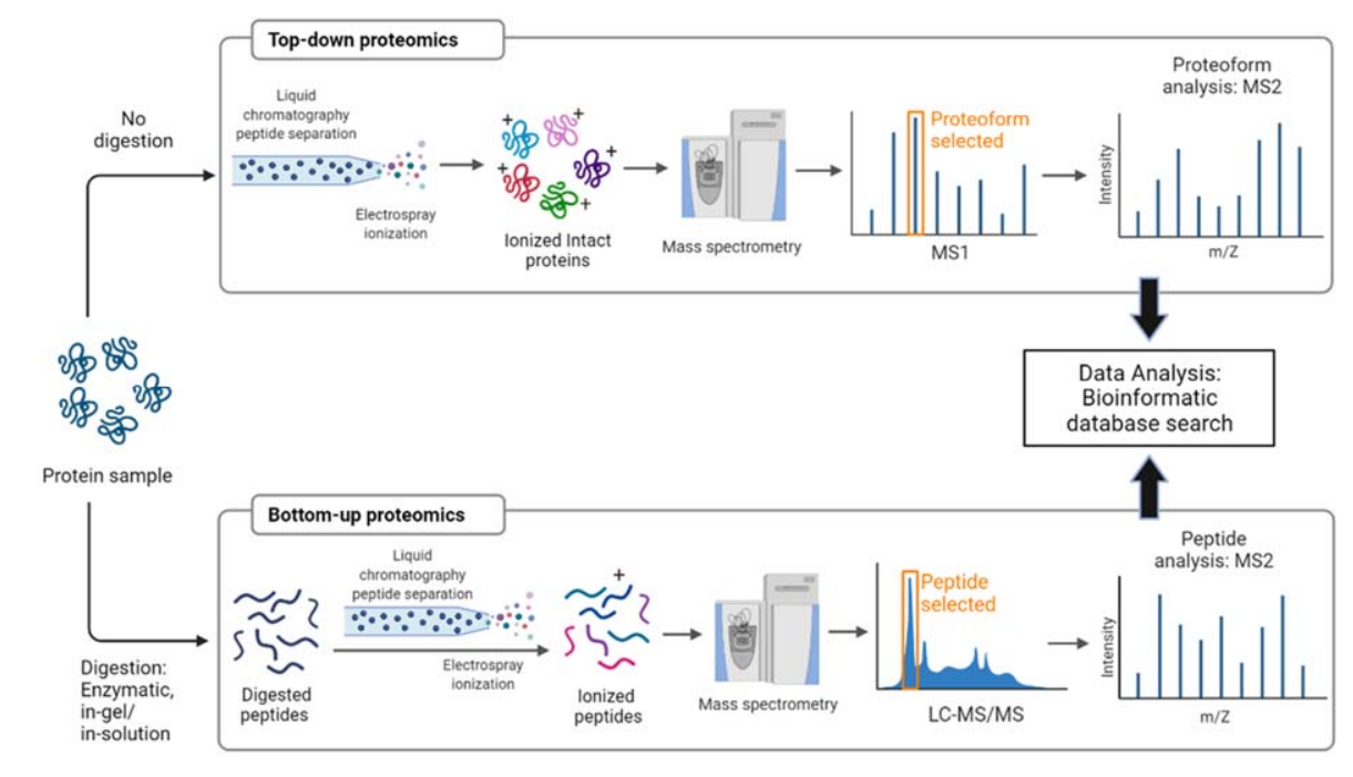 plant-protein-ms-identification-service-1