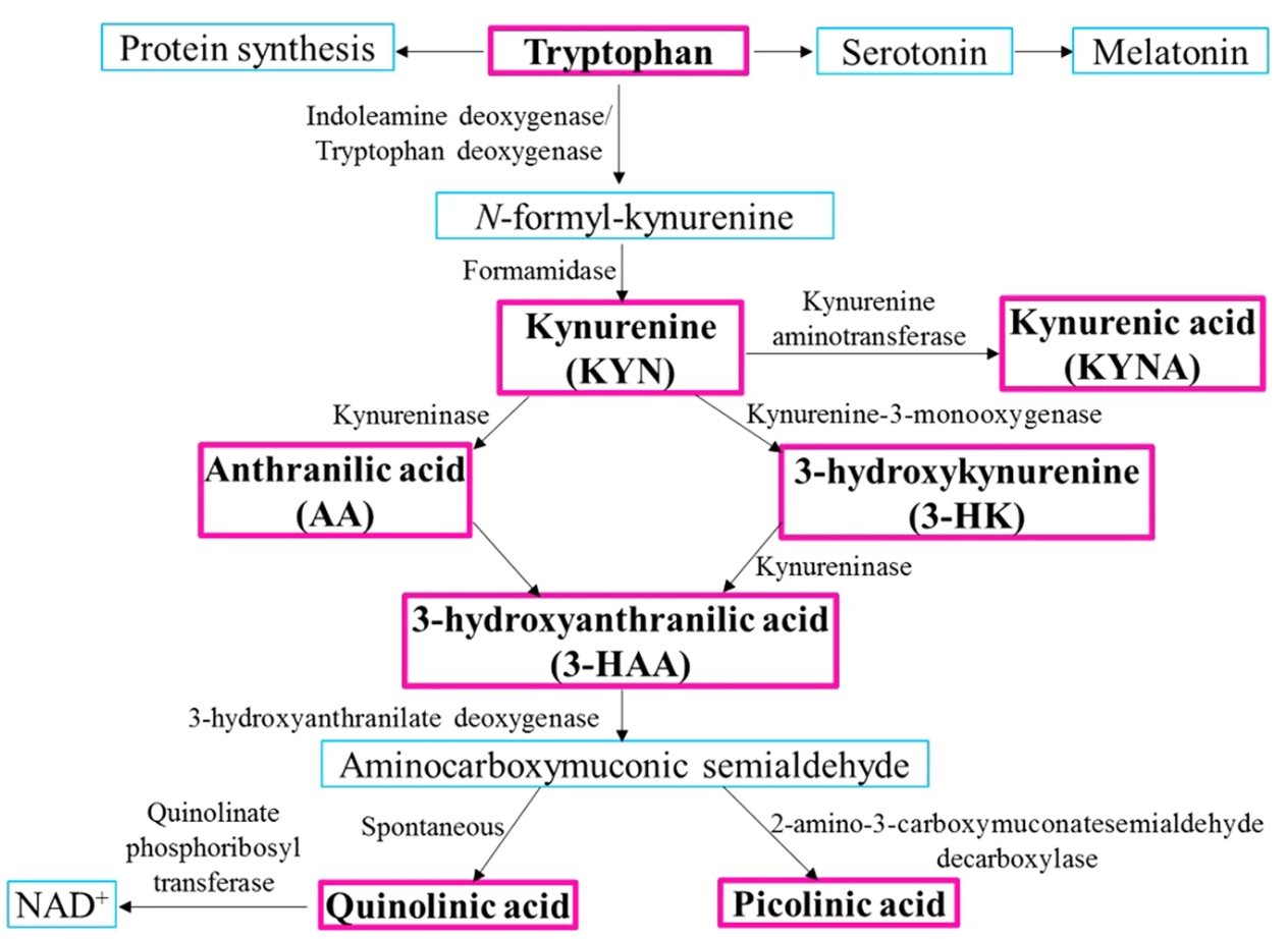 1831609406069526528-SchematicDiagramofTheKynureninePathway.png