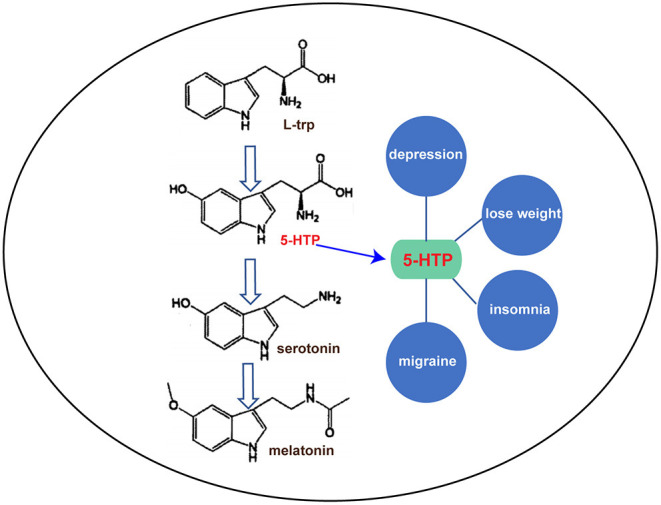 1831898281505574912-The5-HTPMetabolicPathwayandItsFunction.jpg