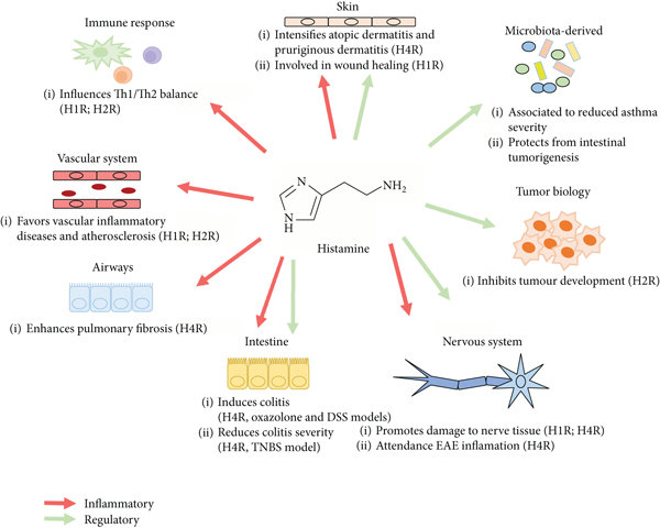 1831976901334913024-InﬂammatoryandRegulatoryFunctionsofHistamineonDiﬀerentBodySites.png