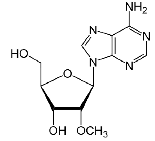 1833066790331731968-TheStructureof2,-O-methyladenosine.png