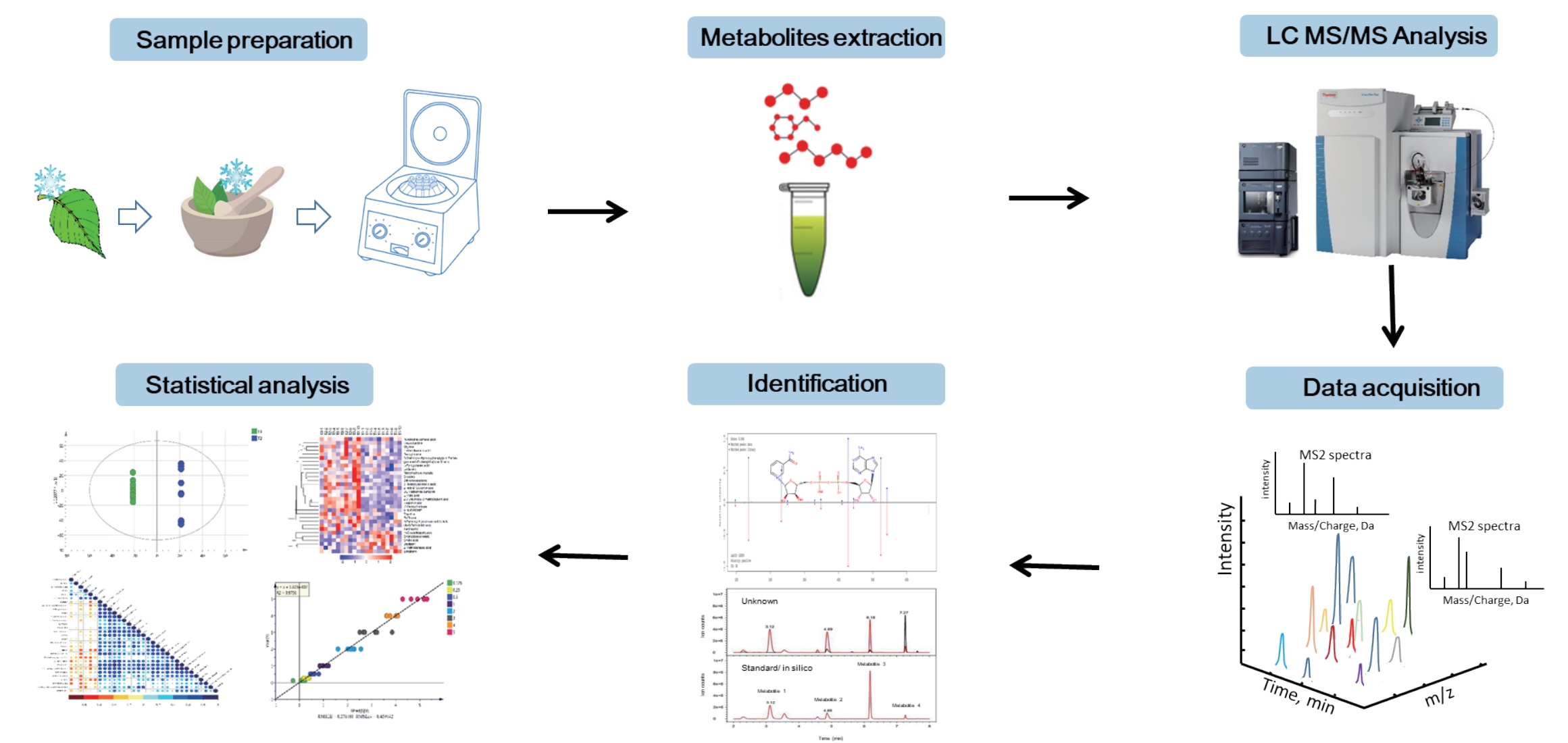 1833394633897005056-AdvancedPlantMetabolomicsServicesHarnessingLC-MSMSforComprehensiveMetabolicProfiling2.jpg