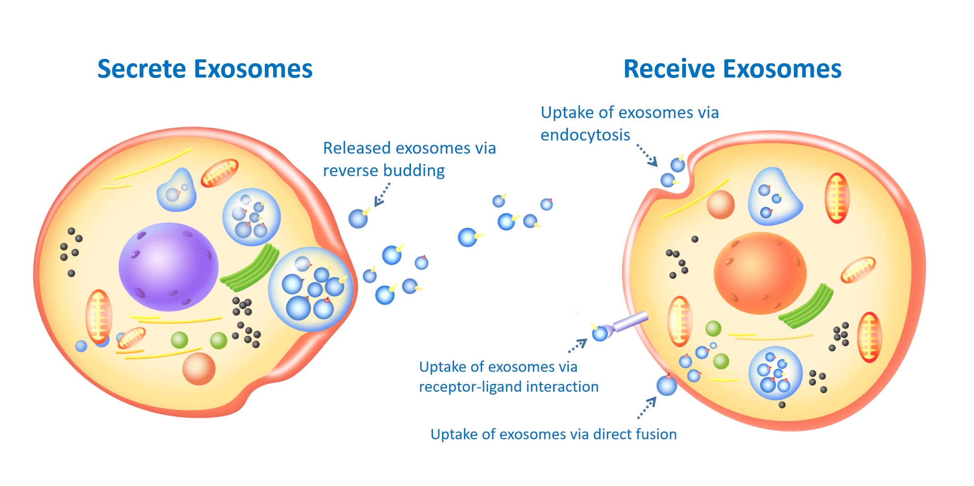 1833432196355575808-IntegratedExosomeOmicsServicesUnveilingCellularCommunicationandDiseaseMechanisms1.jpg