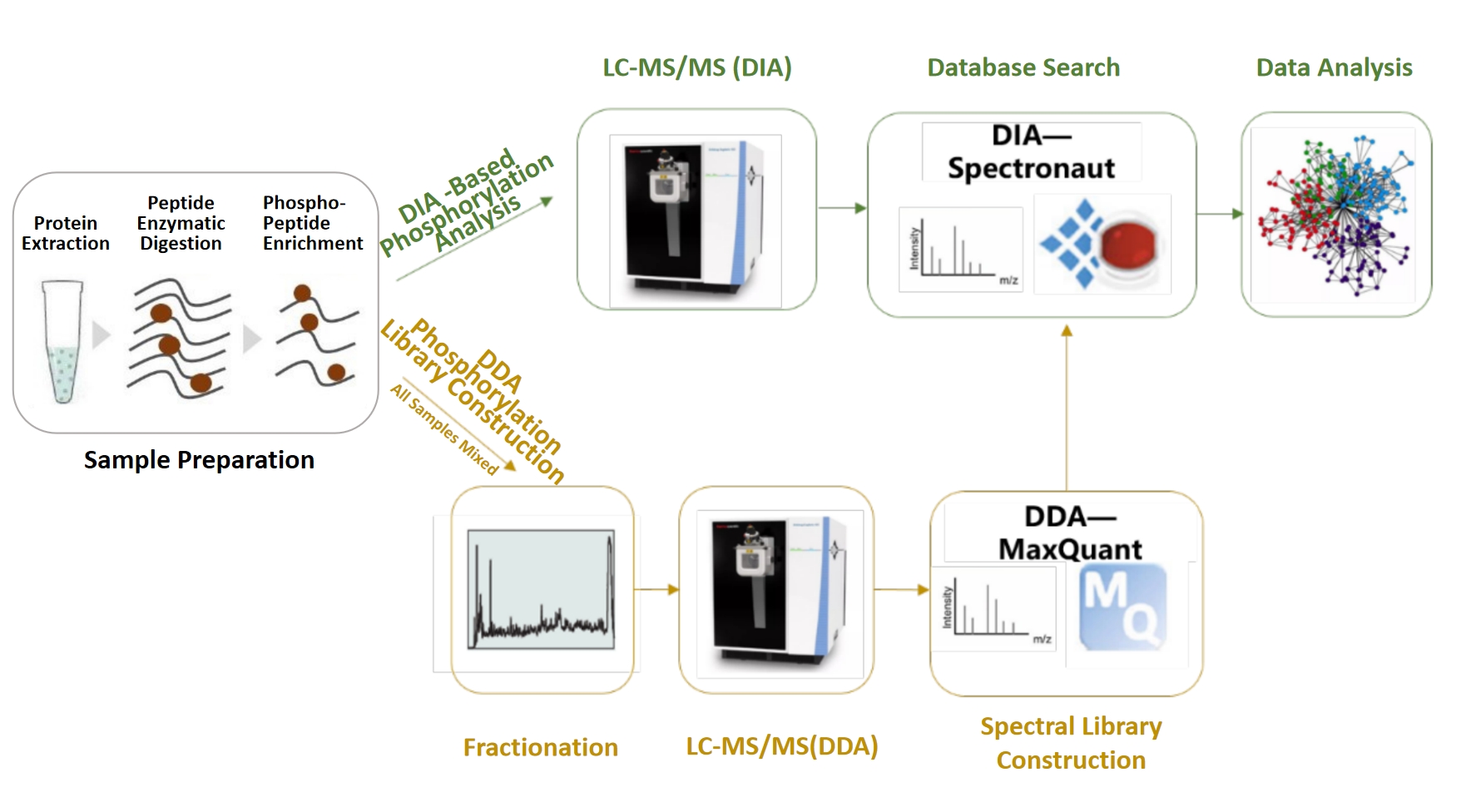 1834461602813431808-ExploreComprehensivePhosphoproteomicswithDIATechnologyatMtoZBiolabs1.jpg