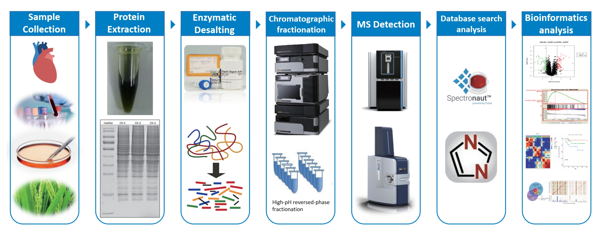 1834845684395266048-MtoZBiolabsComprehensiveProteomicsServices1.jpg