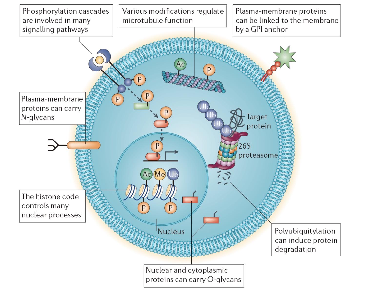 1834894419603083264-MtoZBiolabsAdvancedPost-TranslationalModificationPTMProteomicsServices1.jpg