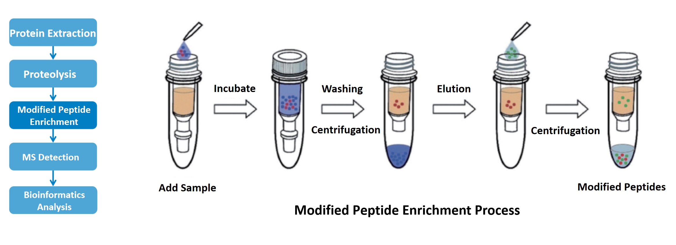 1836230103188189184-MtoZBiolabsAdvancedPost-TranslationalModificationPTMProteomicsServices2.jpg