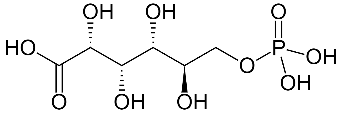 1836290678998028288-TheStructureof6PG.png