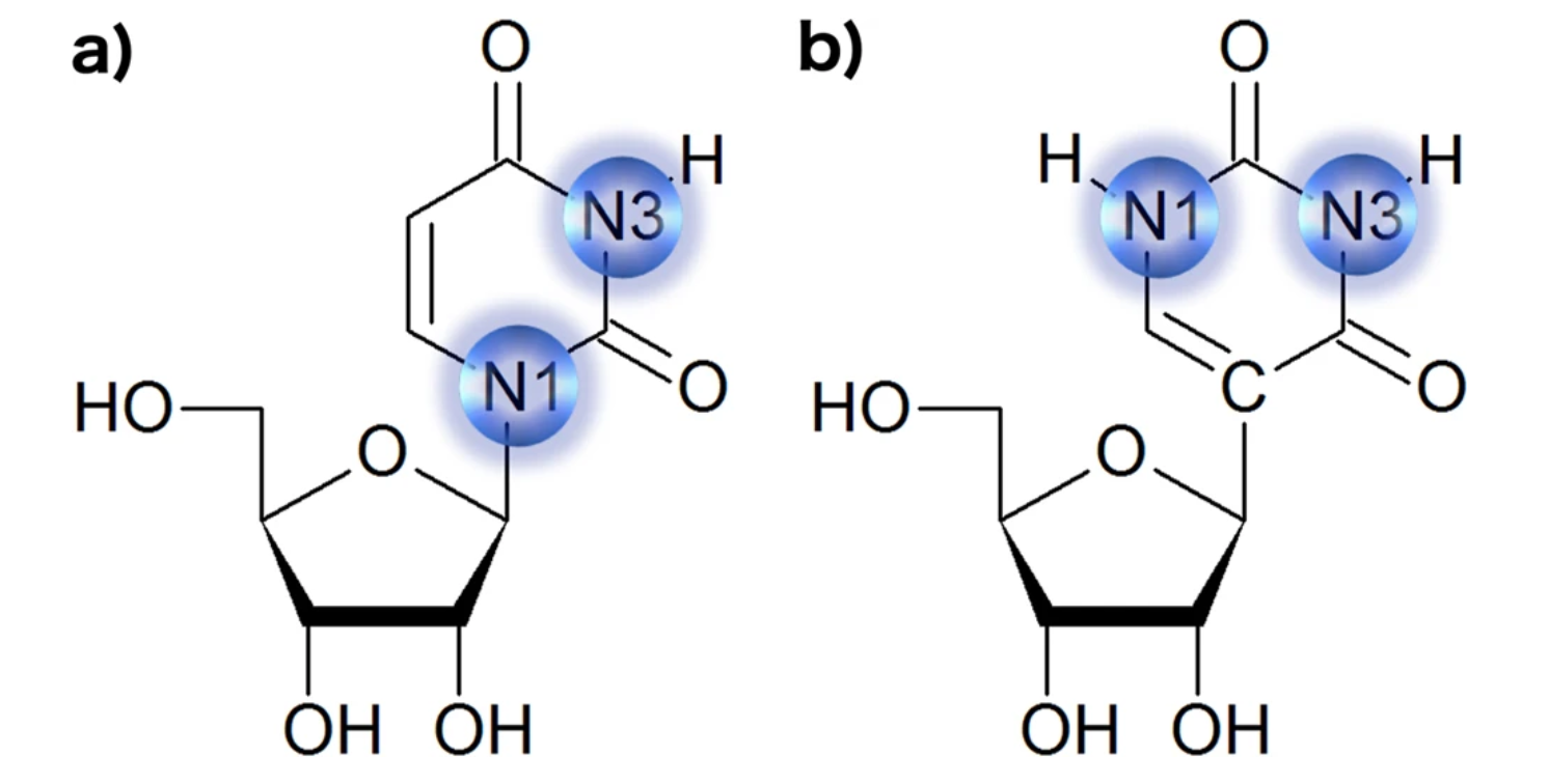 1838419974986256384-ChemicalStructureofaUridineandbPseudouridine.png