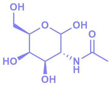 1838848664220061696-TheStructureofN-Acetyl-D-Galactosamine.png