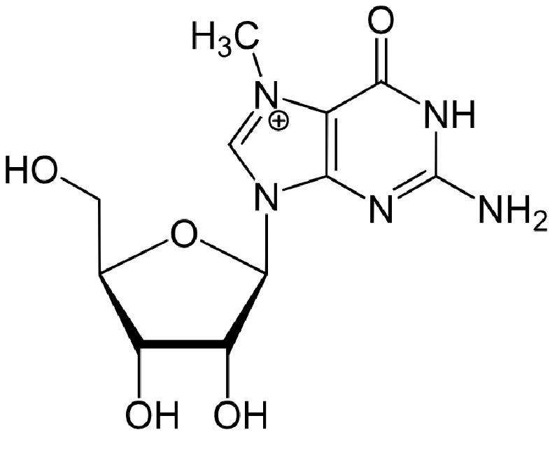1839115078013145088-TheStructureof7-methylguanosine.png