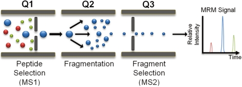 1839546237532622848-MRM-BasedTargetedMetabolomics-ComprehensiveTMAOMetaboliteAnalysisService2.png