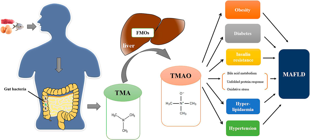 1839547062128594944-MRM-BasedTargetedMetabolomics-ComprehensiveTMAOMetaboliteAnalysisService1.jpg