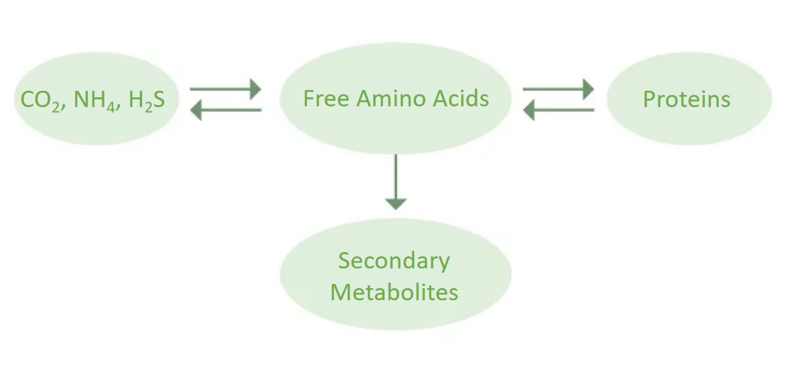 1840641638847336448-MtoZBiolabsAminoAcidMetabolicProfilingPrecisionAnalysisforComprehensiveMetabolicInsights1.jpg