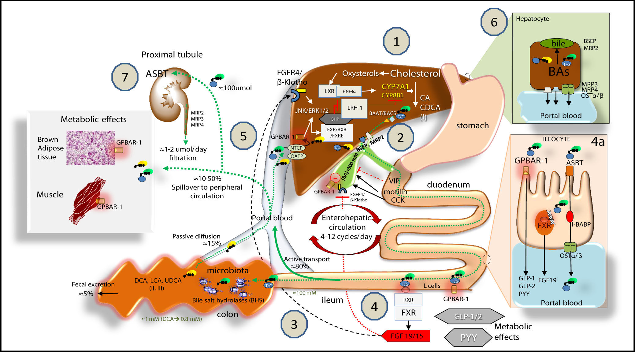 1840663485831827456-MRM-BasedTargetedMetabolomicsAbsoluteQuantitativeAnalysisofBileAcids1.jpeg