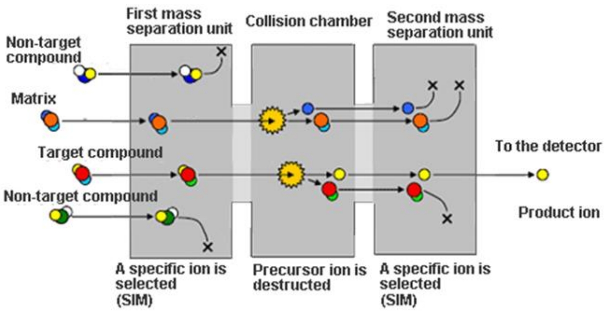 1840670054548099072-MtoZBiolabsGC-MSBasedShort-ChainFattyAcidSCFAAnalysisServiceHigh-SensitivityMetaboliteQuantification2.jpg