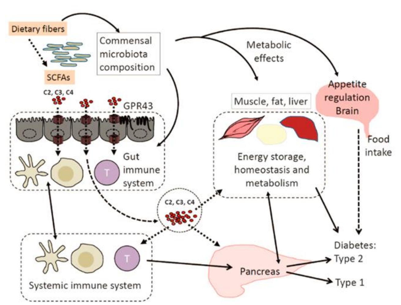 1840670370626654208-MtoZBiolabsGC-MSBasedShort-ChainFattyAcidSCFAAnalysisServiceHigh-SensitivityMetaboliteQuantification1.jpg