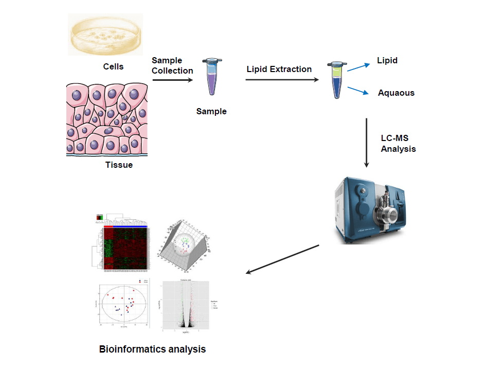 1844248813268226048-ComprehensiveHigh-ResolutionBroad-SpectrumLipidomicsAbsoluteQuantitativeAnalysisServicebyMtoZBiolabs1.png