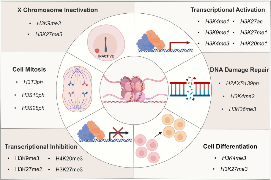 1845039651011284992-BiologicalEffectsMediatedbyHistoneModification.PNG