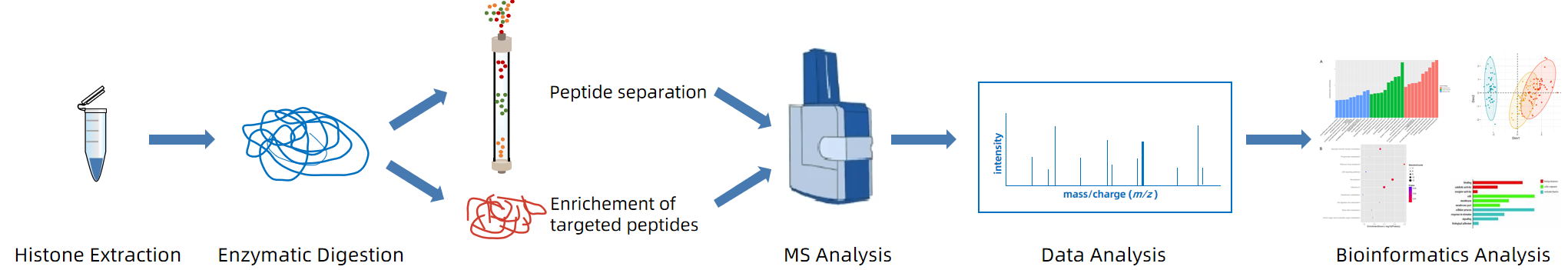 1845743410112745472-WorkflowofHistoneSuccinylationAnalysis.PNG