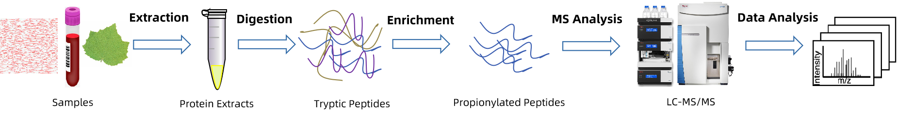 1845751943667503104-TheWorkflowofProteinPropionylationAnalysis.png