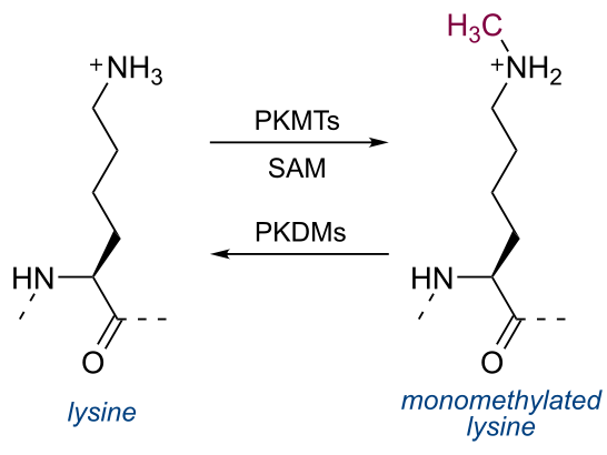 1845753432867721216-LysineMonomethylation.png