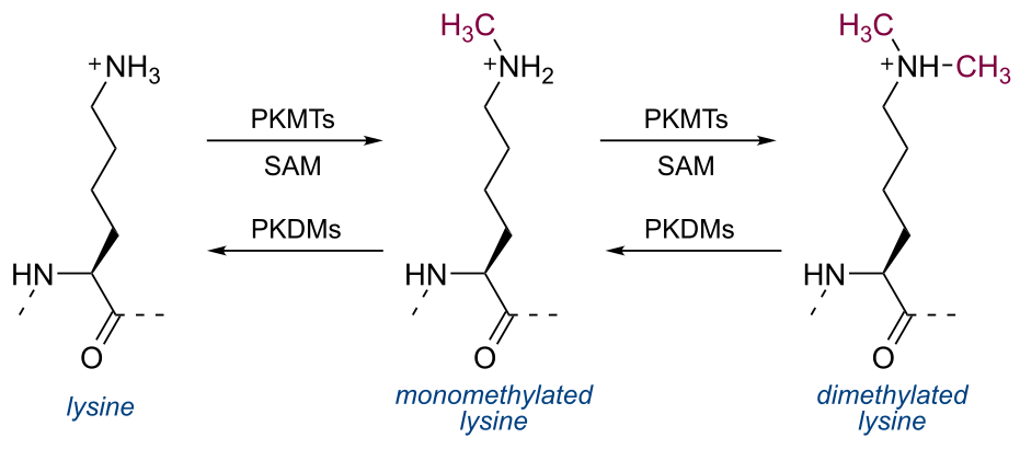 1845754172357070848-LysineDimethylation.png