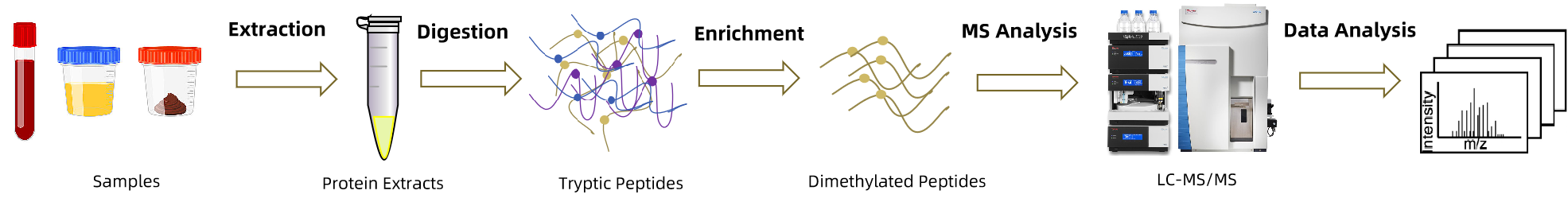 1845754270675750912-TheWorkflowofProteinDimethylationAnalysis.png