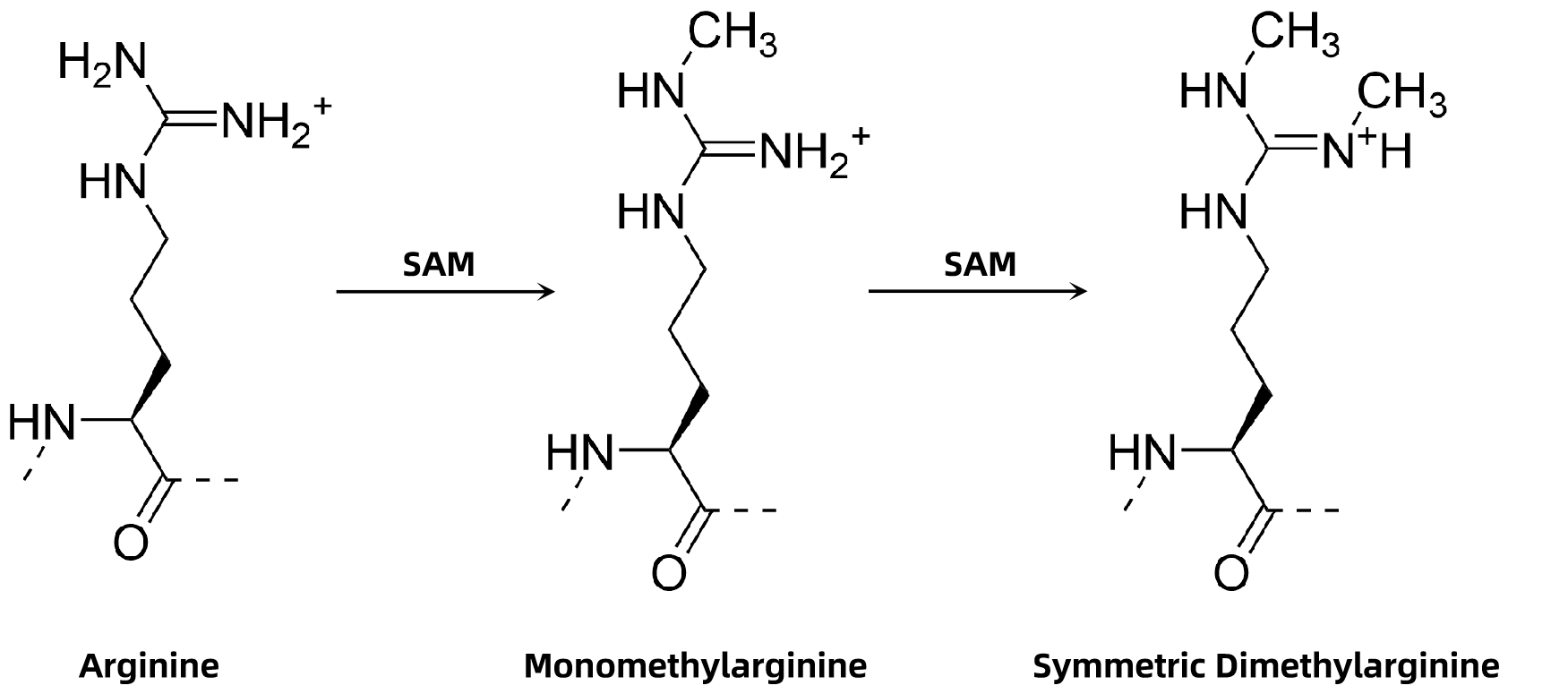 1845754663187107840-ArginineSymmetricDimethylation.png