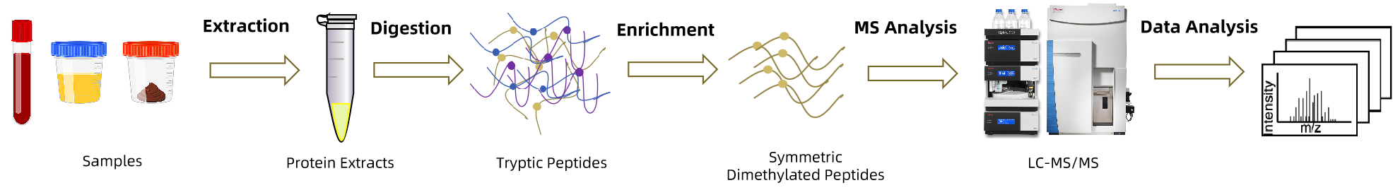 1845754739317919744-TheWorkflowofProteinSymmetricDimethylationAnalysis.png