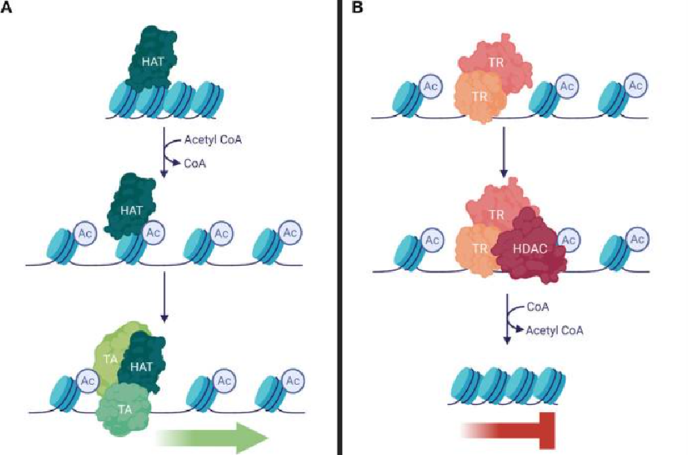 1845756002654867456-HistoneAcethylationandDeacetylationMechanism.png