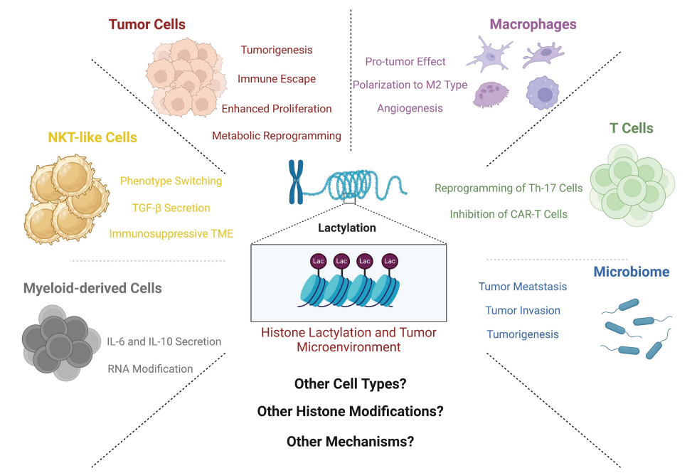 1846008612783771648-OverviewofEffectsofHistoneLactylationandTMEComponents.png