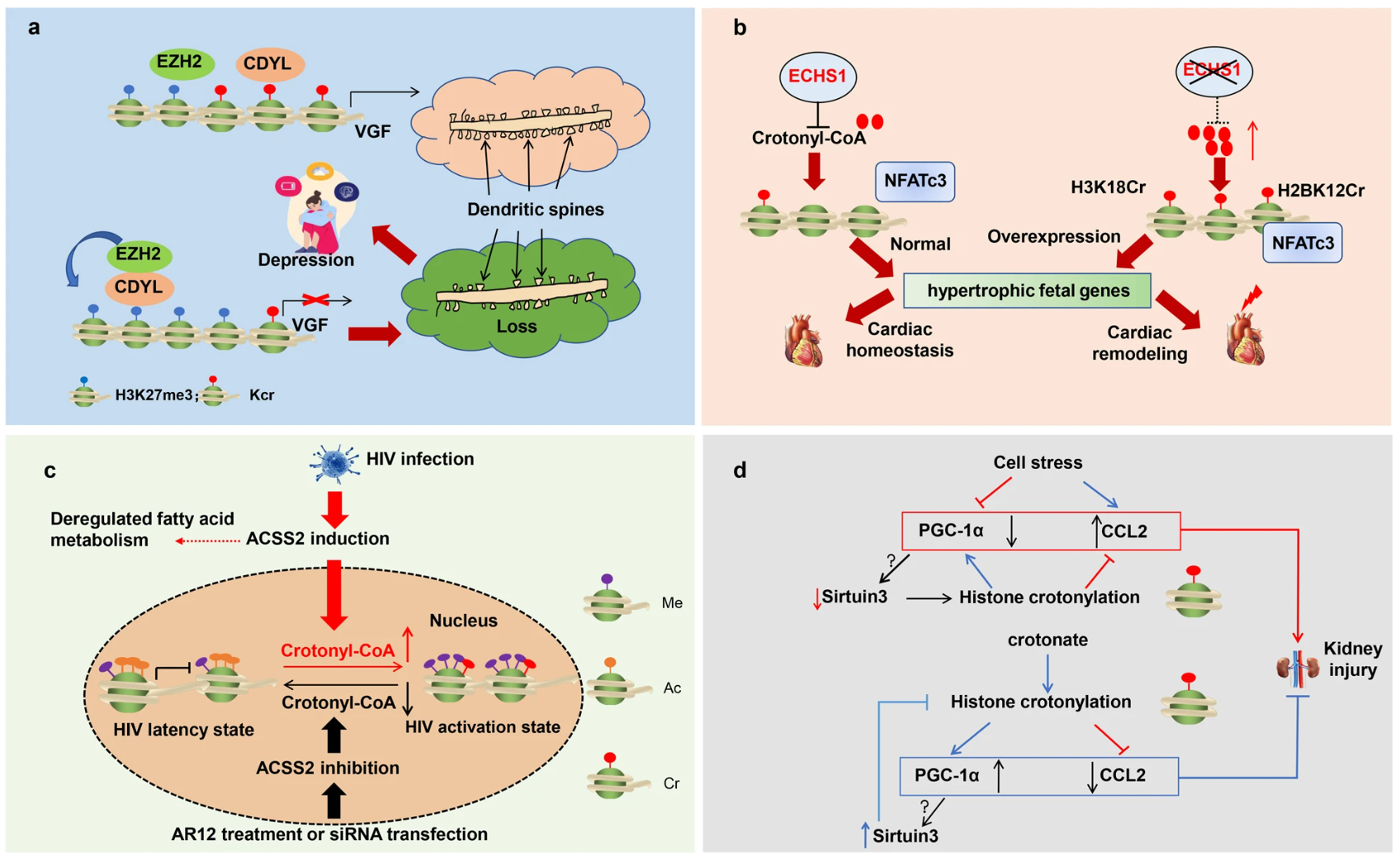 1846036530293493760-TheFunctionsofHistoneCrotonylationinDiseases.png