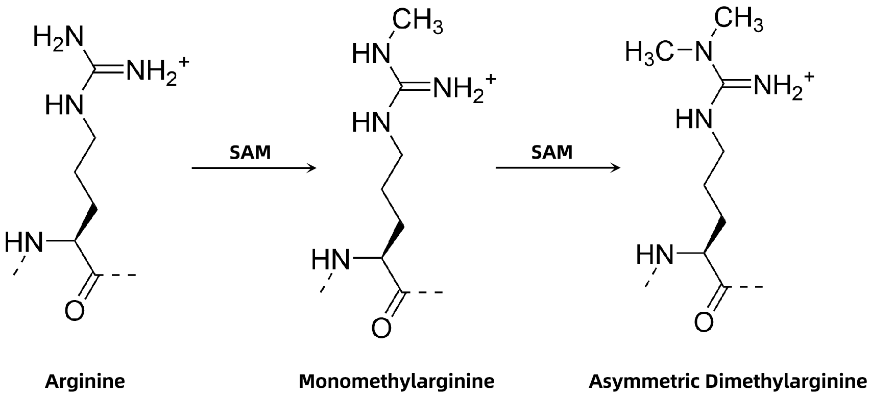 1846109653244170240-ArginineAsymmetricDimethylation.png